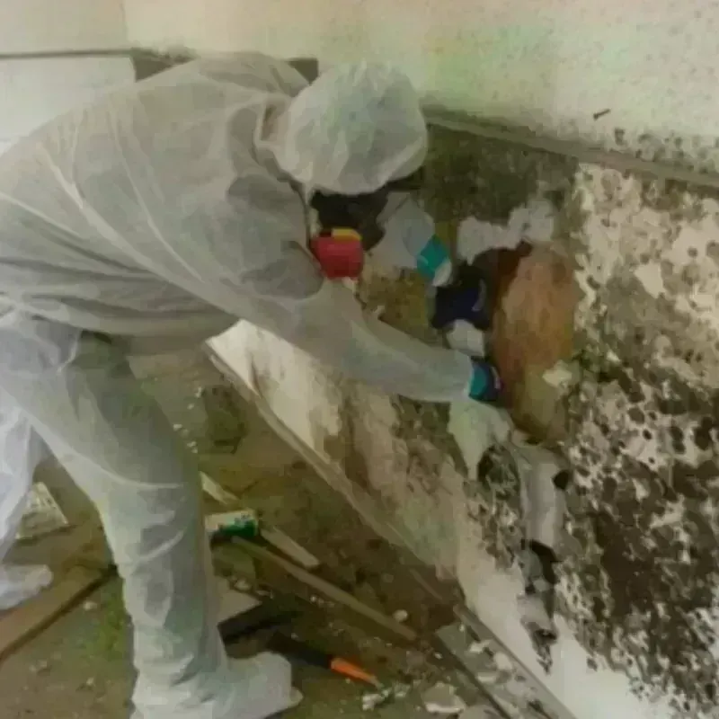 Mold Remediation and Removal in Lansing, IL